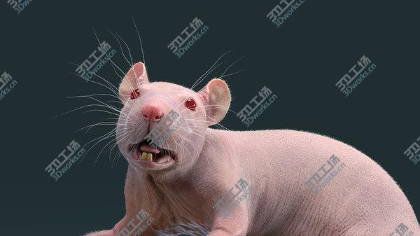 images/goods_img/20210312/Rat Hairless Rigged model/3.jpg